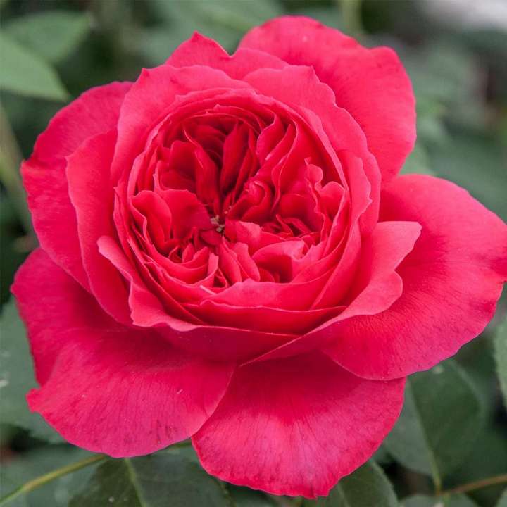 Роза парковая Рубан Руж (карминно-красный)