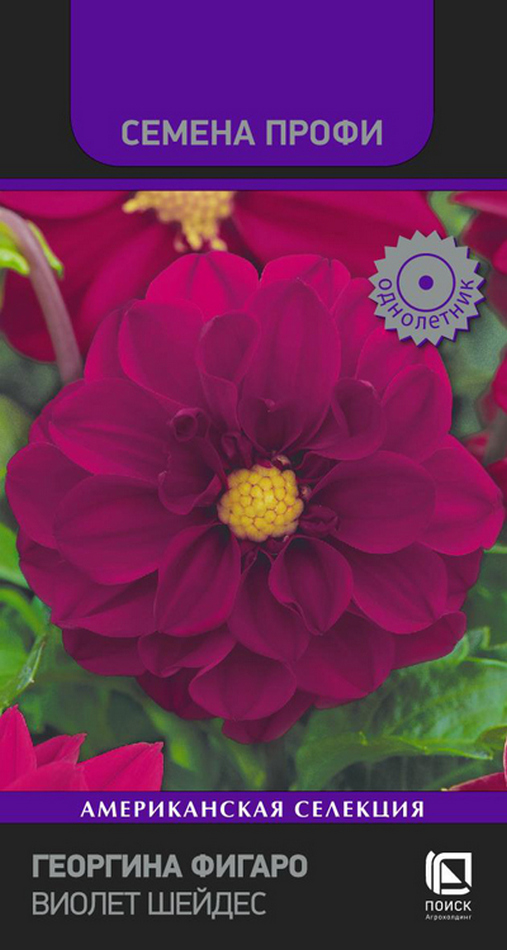 Георгина Фигаро Виолет Шейдес, 10 шт. Семена профи