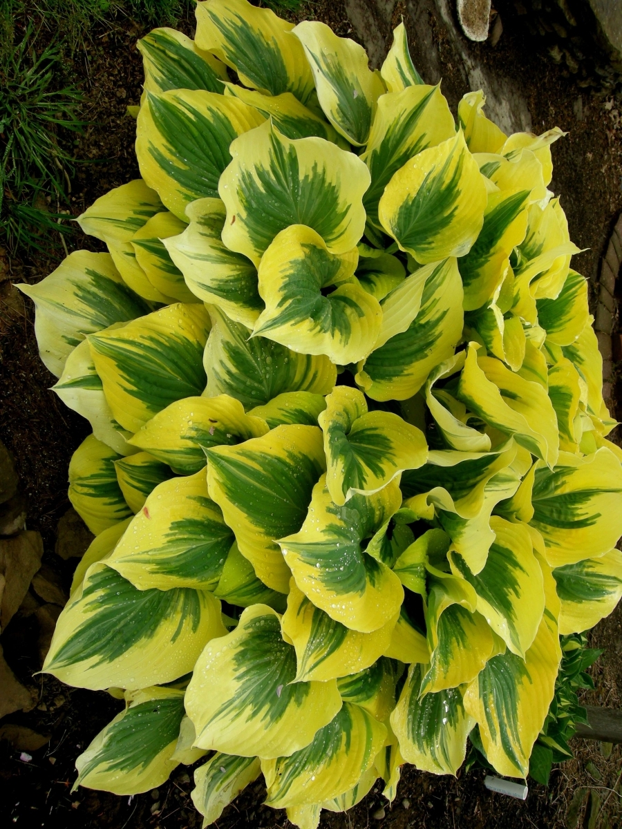 Хоста Йеллоу Полка Дот Бикини, 1 шт.