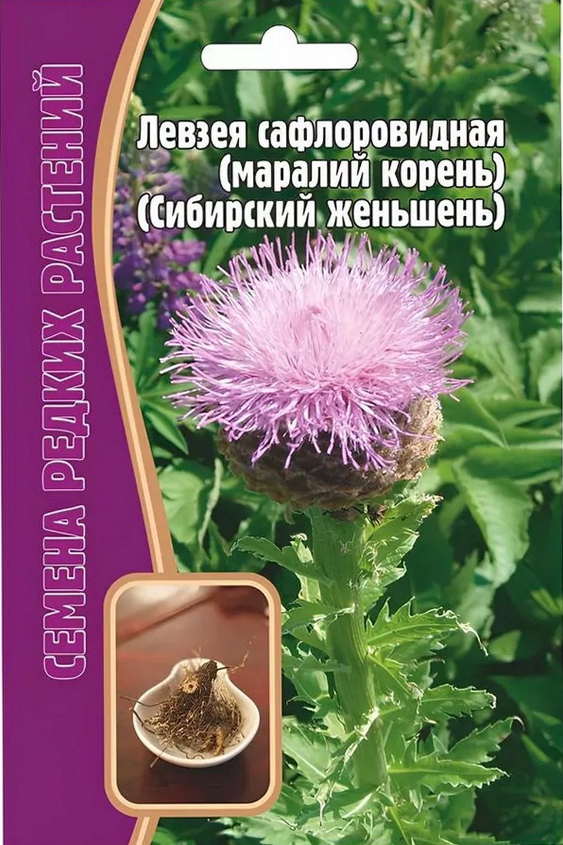 Левзея сафлоровидная (Сибирский женьшень), 10 шт.