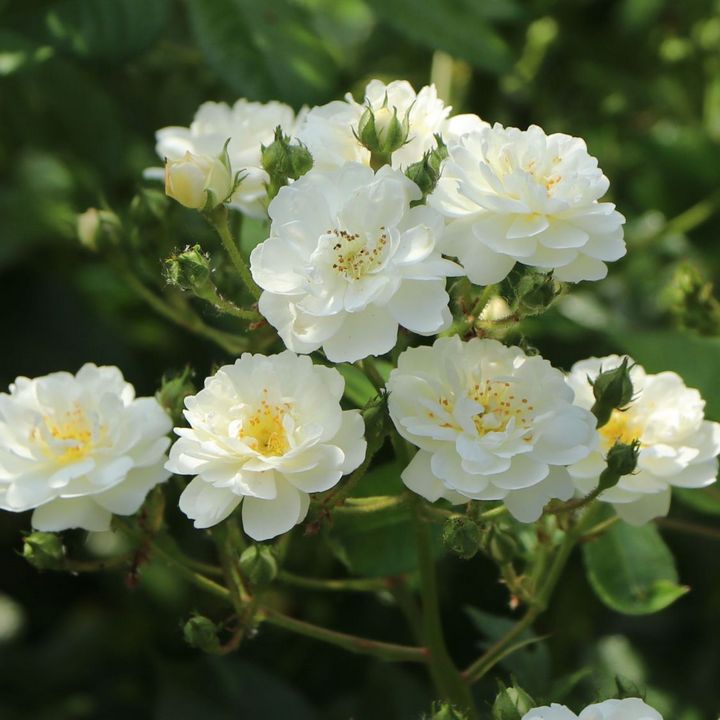 Роза мускусные гибриды Гирлянд д'Амур/ЦКор