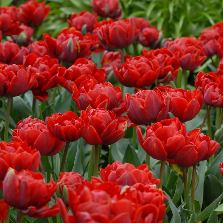 Тюльпан махровый поздний Ред Принцесс, 11/12, 1 шт.