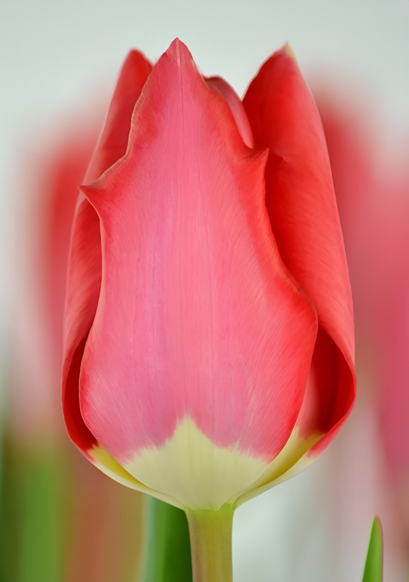 Тюльпан дарвинов гибрид Фостери Кинг, 11/12, 1 шт.