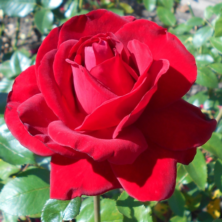 Роза чайно-гибридная Ингрид Бергман