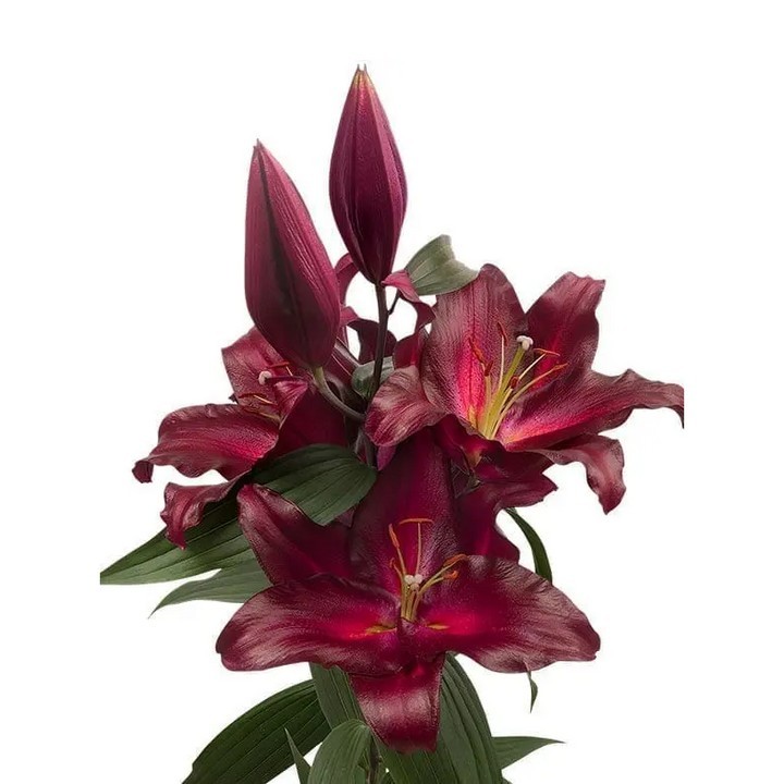 Лилия восточная Авиньер, 16/18, 1 шт.