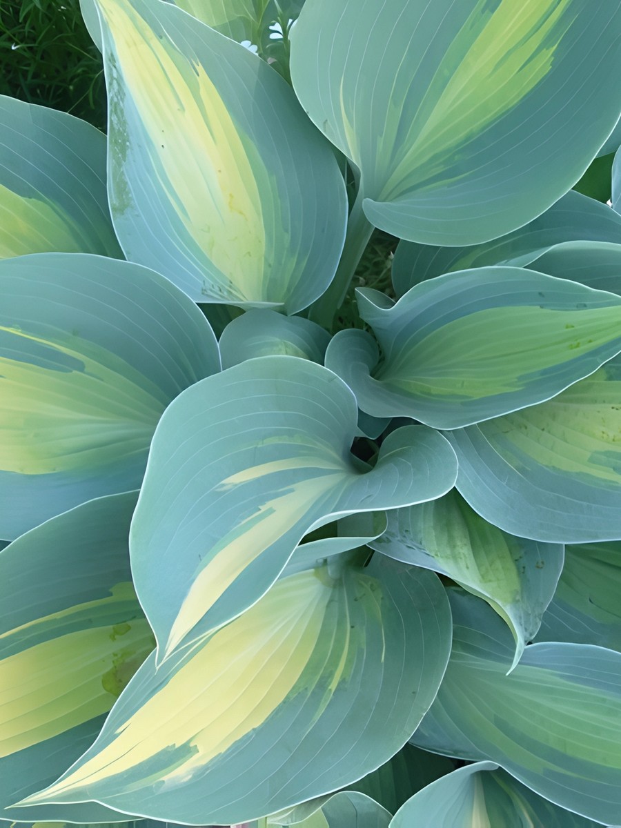 Хоста Гранд Марки, 1 шт.