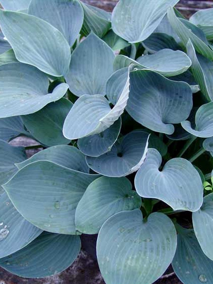 Хоста Моди Блюз, 1 шт.