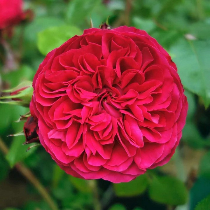 Роза Мейян флорибунда Ред Леонардо да Винчи/ЦКорЛюкс