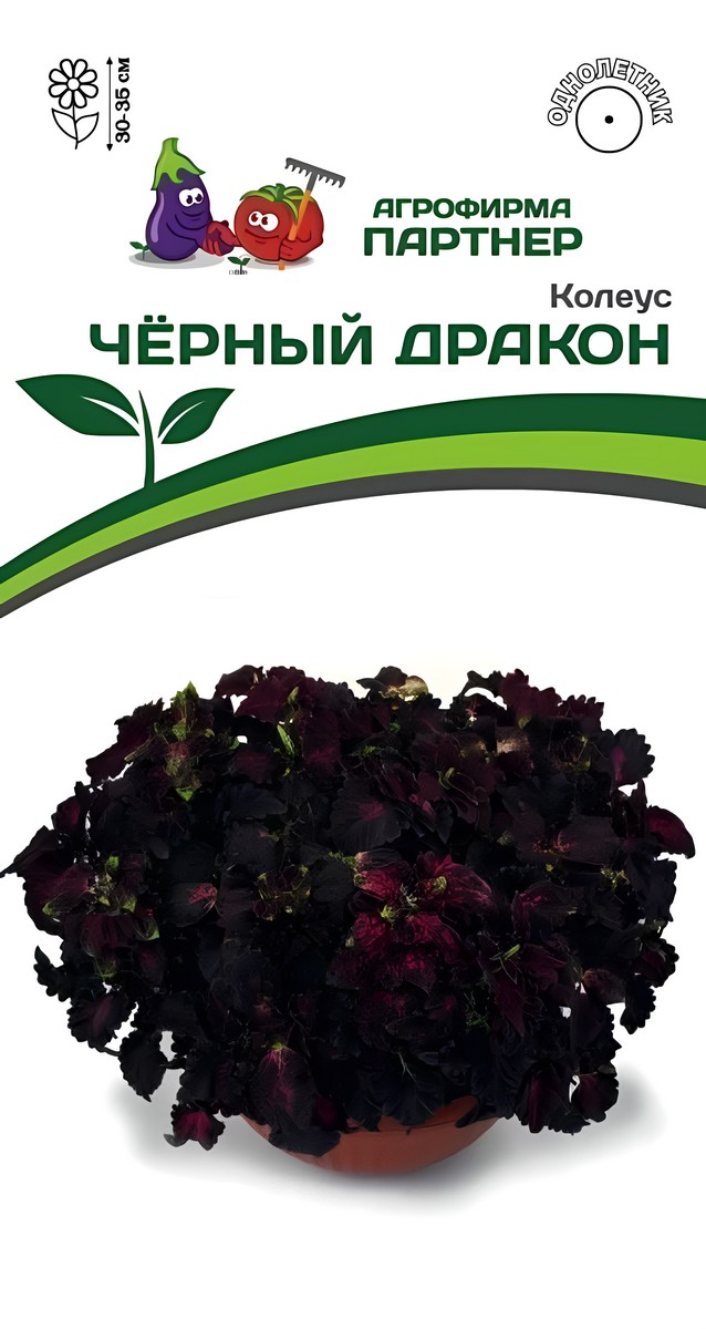 Колеус Чёрный дракон,10 шт.