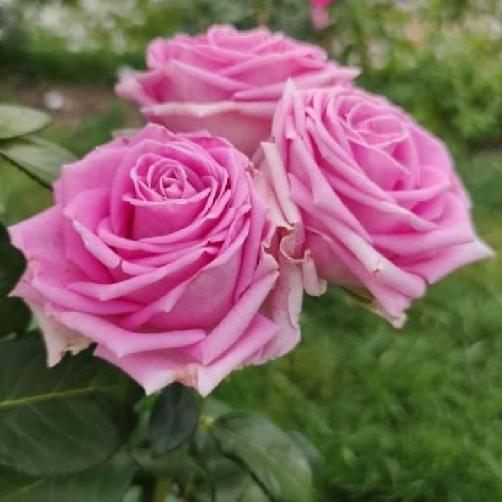 Роза чайно-гибридная Аква/ЦКор