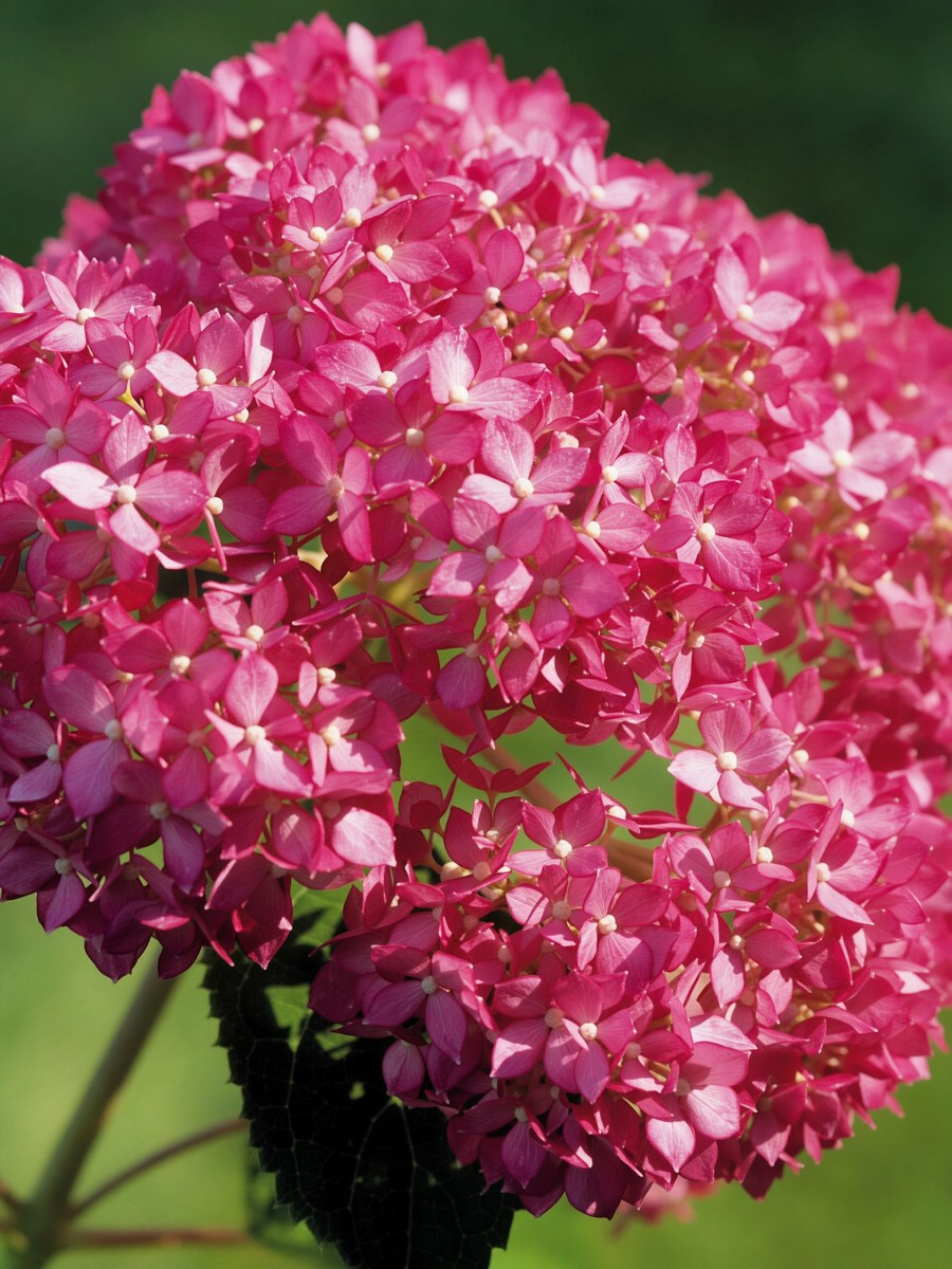 Гортензия древовидная Инвинсибел