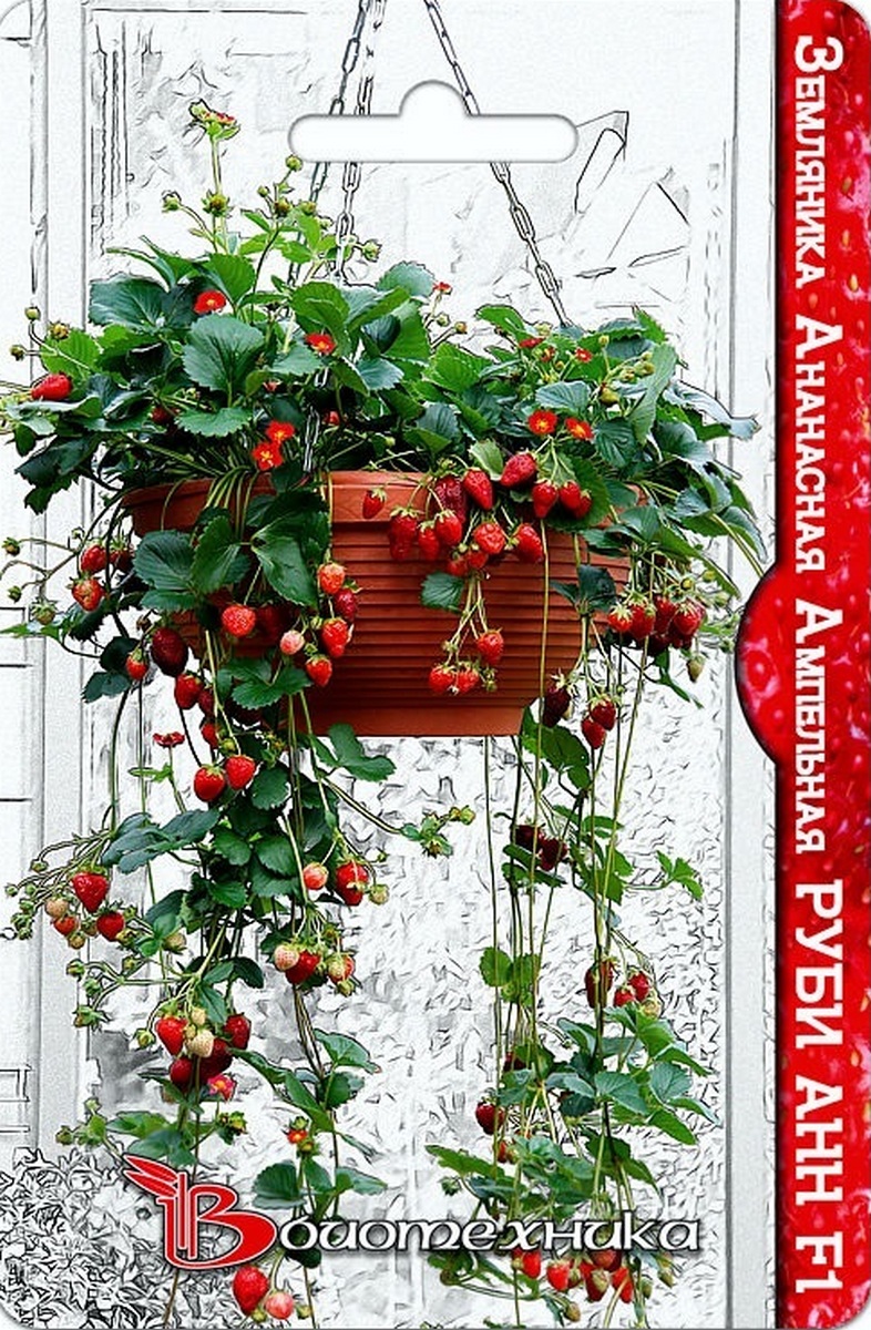 Земляника ананасная ампельная Руби Анн F1, 5 шт. Биотехника