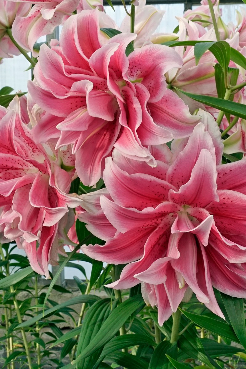 Лилия восточная махровая Roselily Изабелла, 12/14, 1 шт.