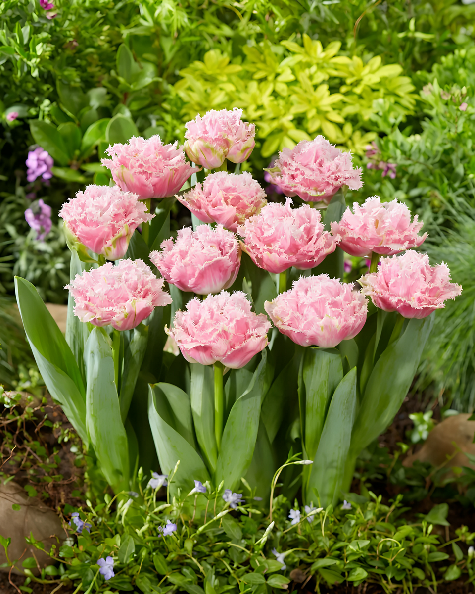 Тюльпан махровый бахромчатый Перф, 11/+, 1 шт.