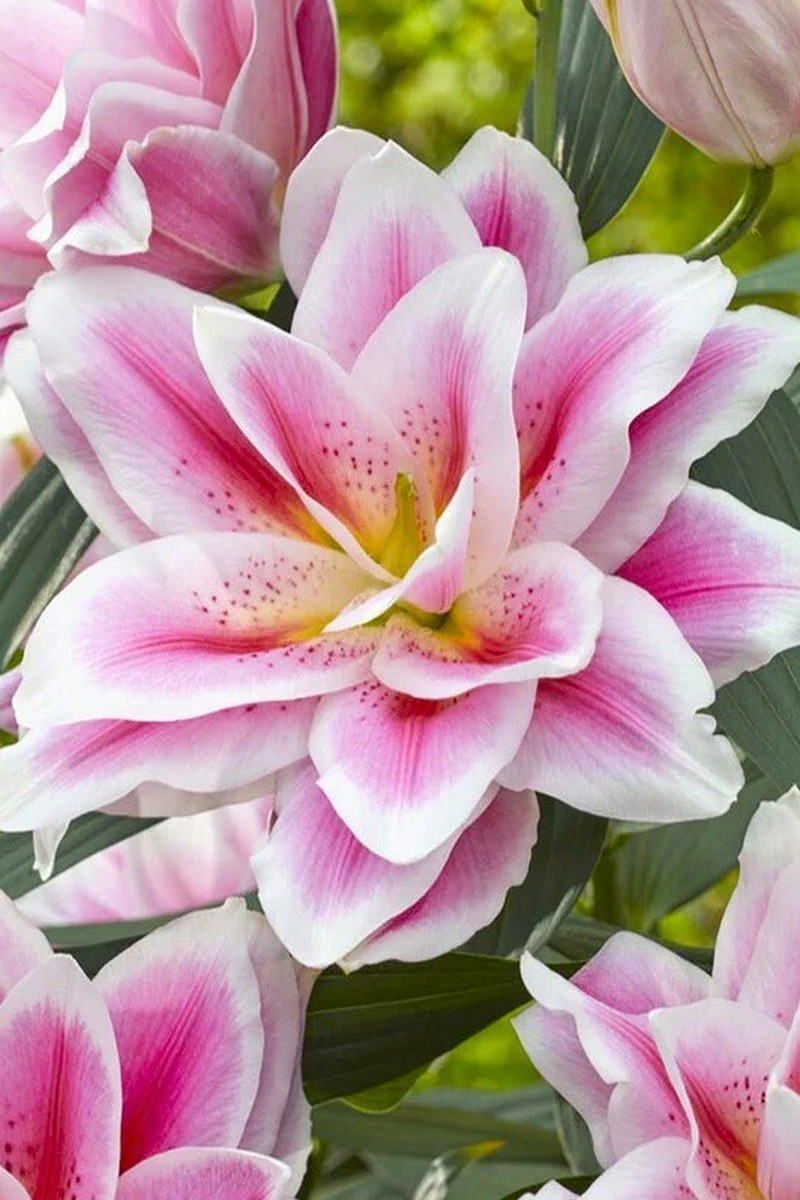 Лилия восточная махровая Roselily Микаэла, 12/14, 1 шт.