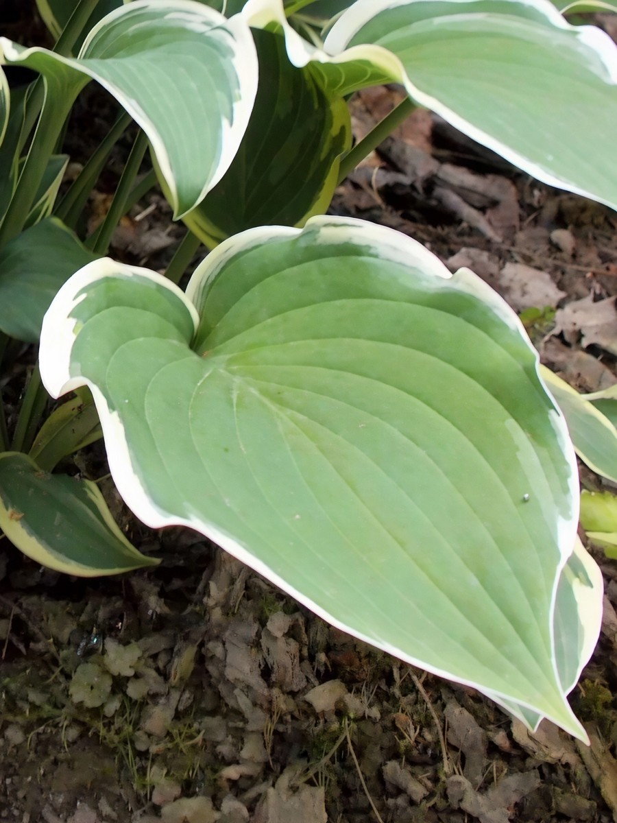 Хоста Айриш Айс, 1 шт.