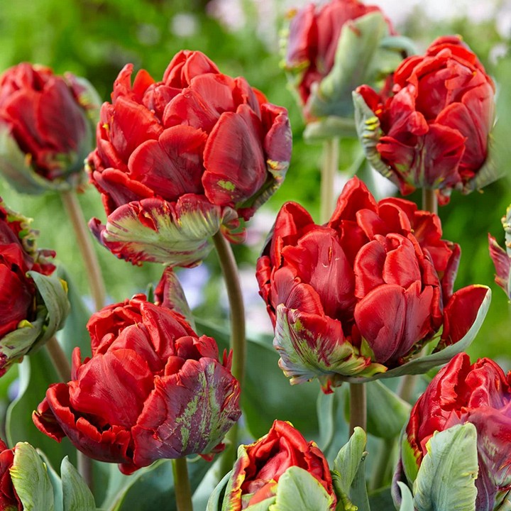 Тюльпан попугайный Рококо Дабл, 11/12, 1 шт.