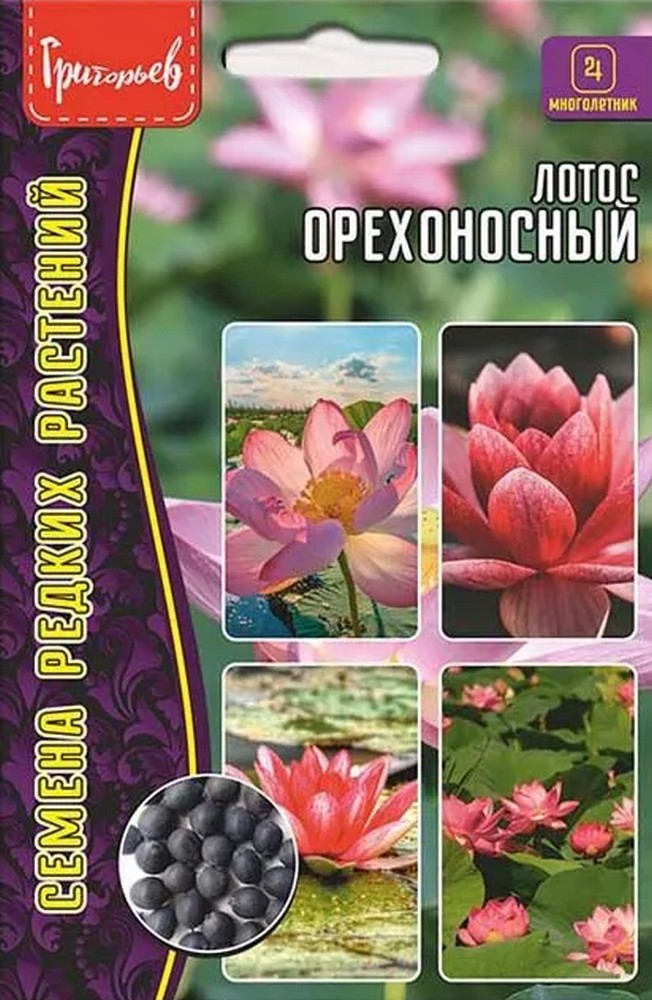 Лотос орехоносный (Nelumbo nucifera), 2 шт.