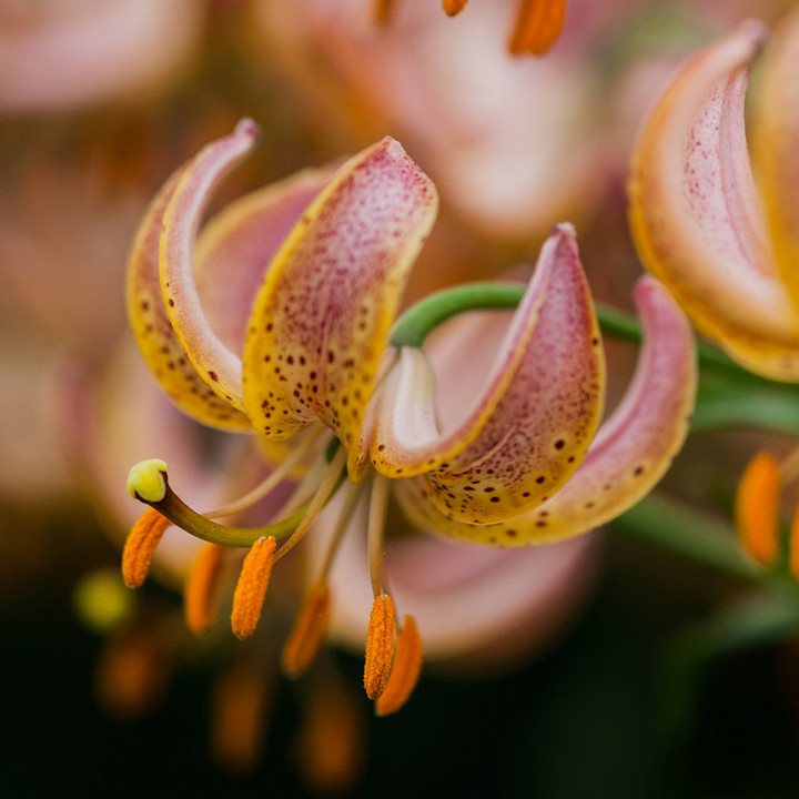 Лилия редкий гибрид Фейри Морнинг, 12/14, 1 шт.