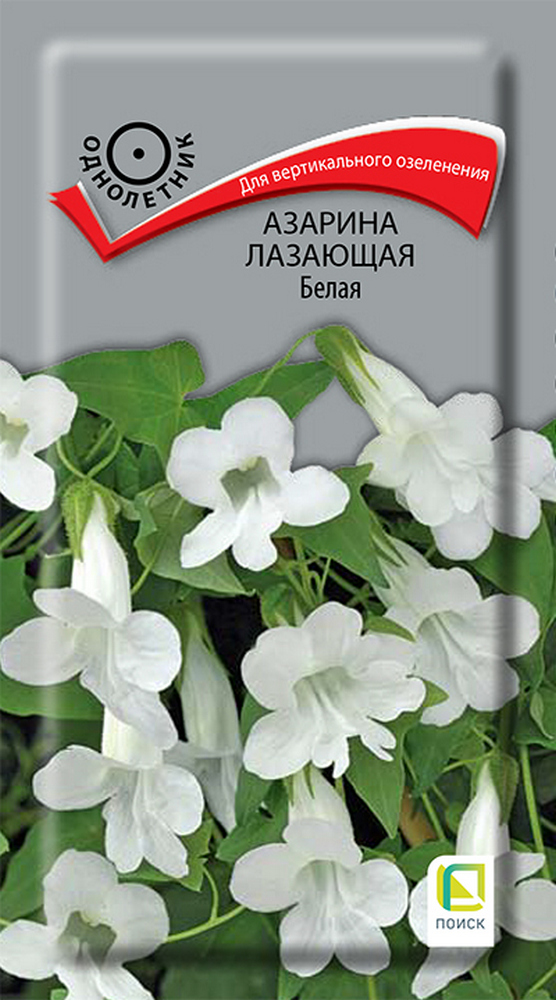 Азарина Лазающая Белая, 10 шт.