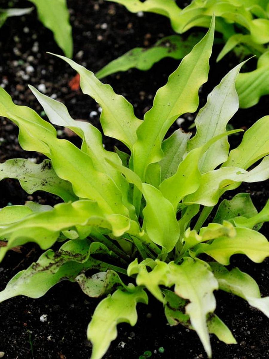 Хоста Вигглз Энд Сквигглз, 1 шт.