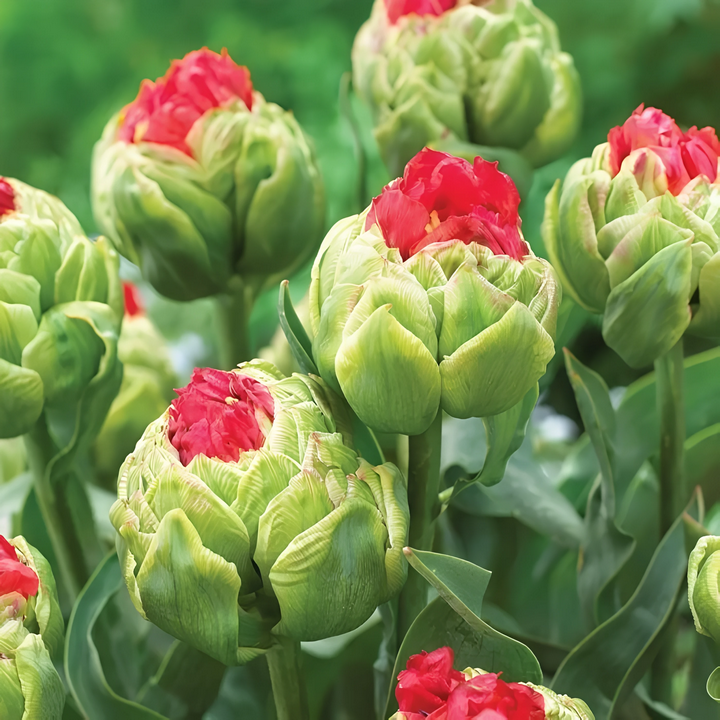 Тюльпан махровый многоярусный Буллз Ай, 11/12, 1 шт.