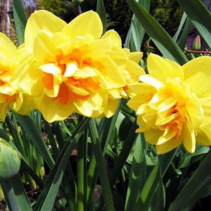 Нарцисс махровый Монца, 12/14, 1 шт.