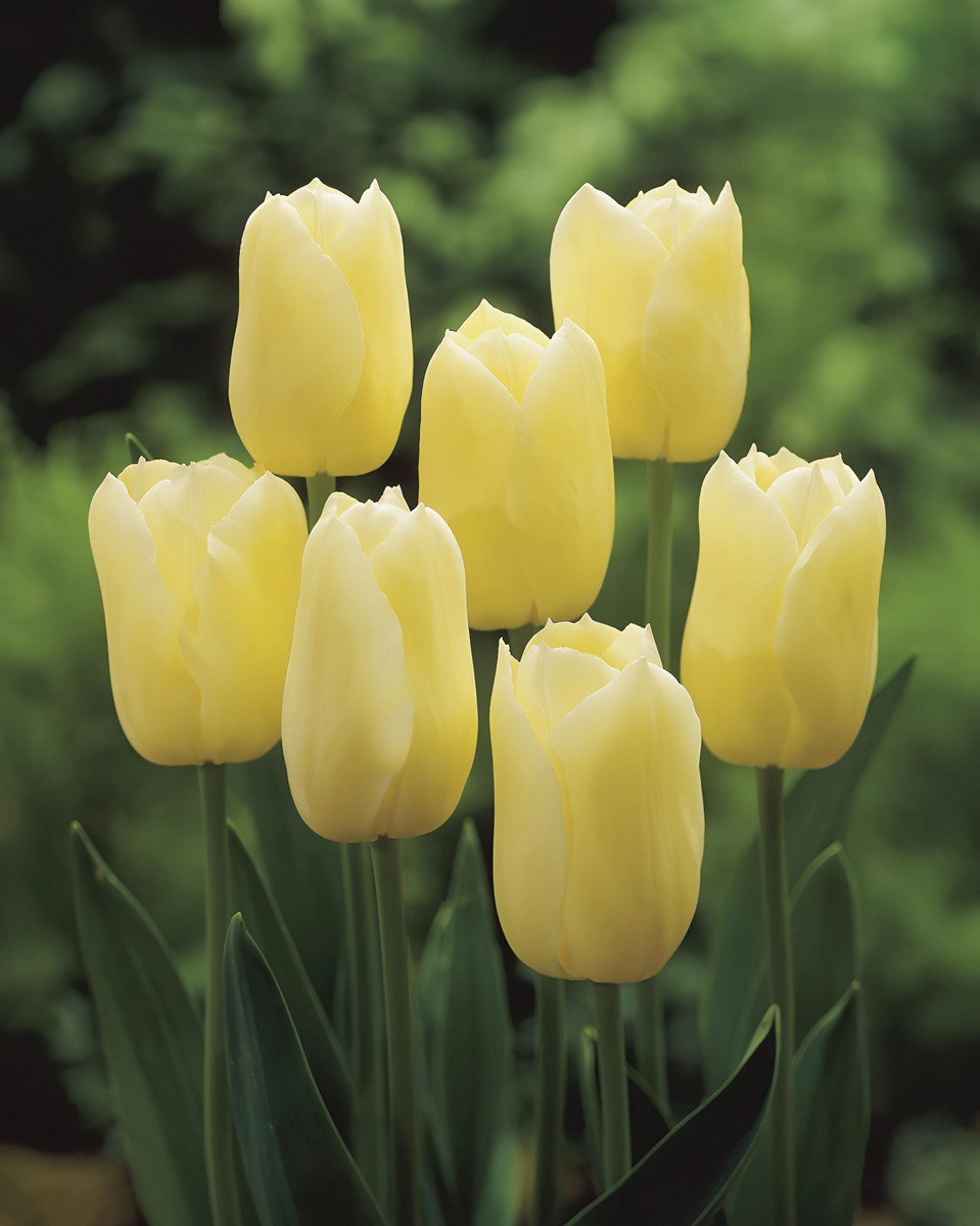 Тюльпан простой поздний Сити оф Ванкувер, 11/12, 1 шт.