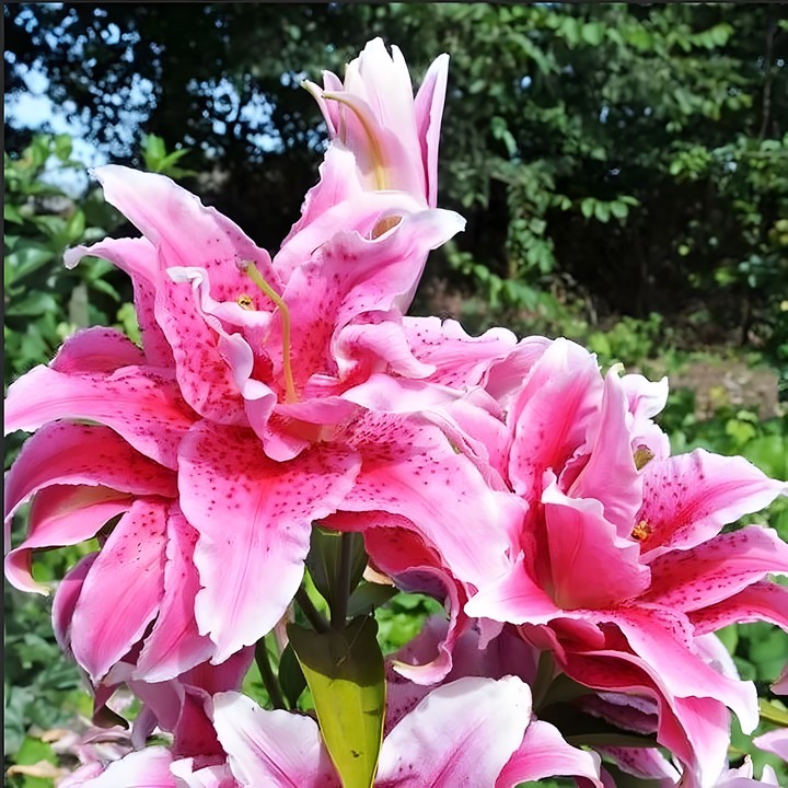 Лилия восточная махровая Roselily Елена, 16/18, 1 шт