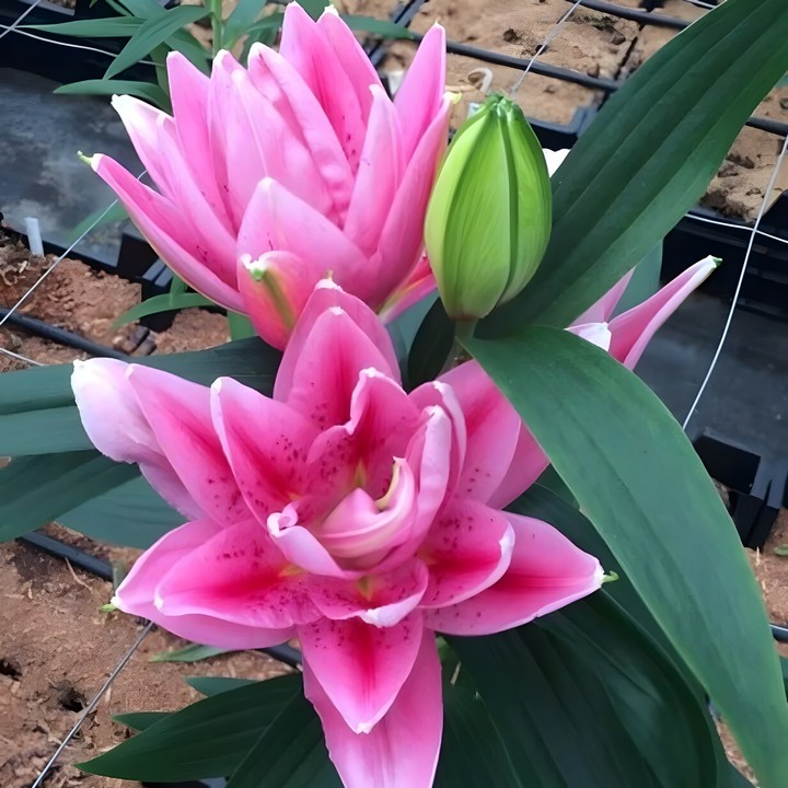 Лилия восточная махровая Roselily Виола, 12/14, 1 шт.