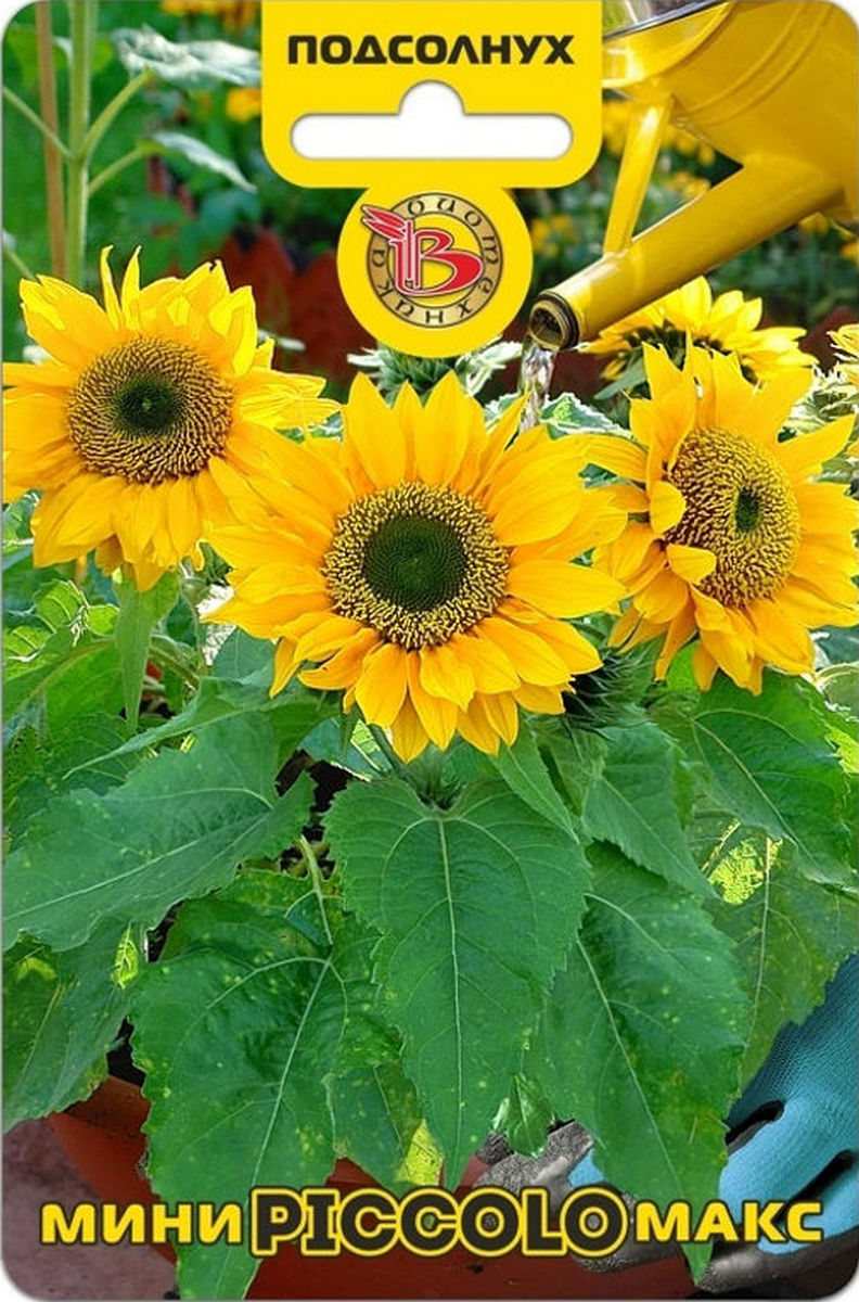 Подсолнух компактный Мини-Макс Пикколо, 5 шт. Биотехника