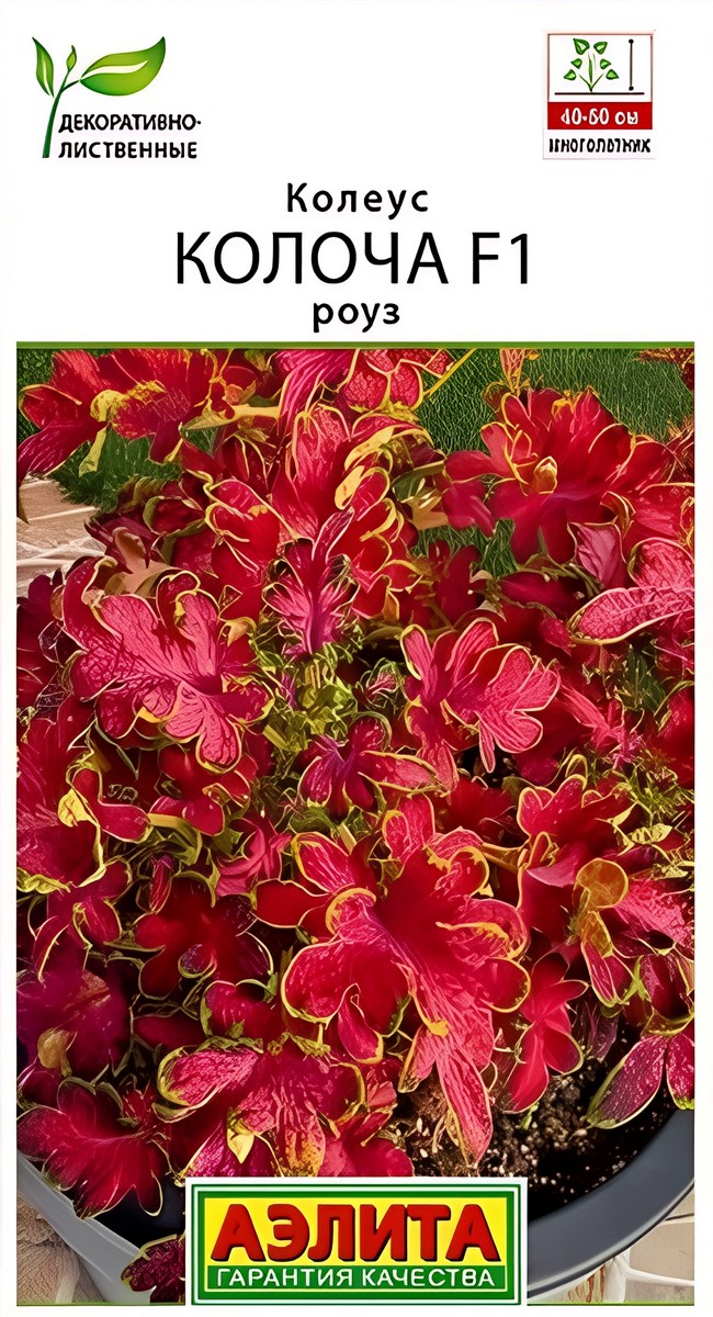 Колеус Колоча F1 роуз, 5 шт. 