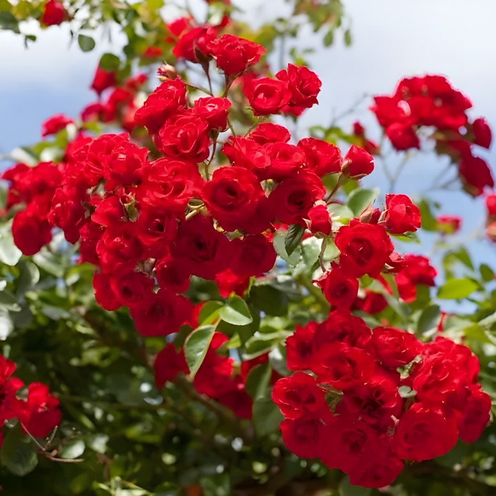 Роза почвопокровная Скарлет Мейяндекор