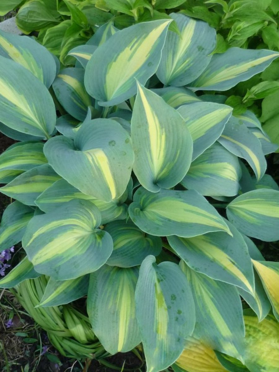 Хоста Гранд Марки, 1 шт.