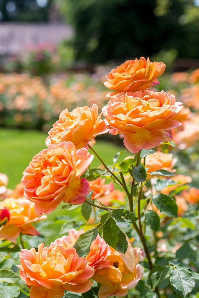 Роза английская парковая Леди оф Шалот 