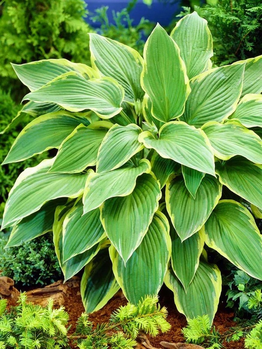 Хоста Йелоу Ривер, 1 шт.