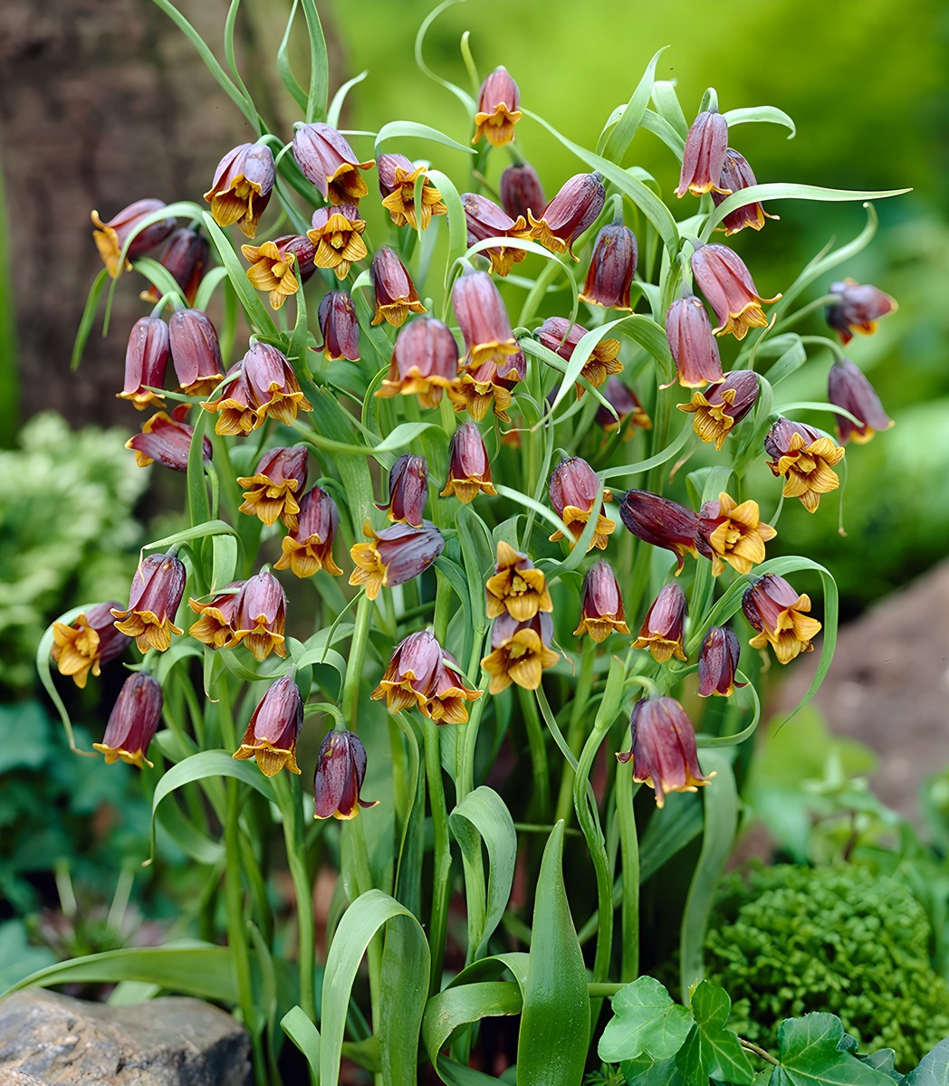 Фритиллярия Ува Вульпис, 7/8, 1 шт.