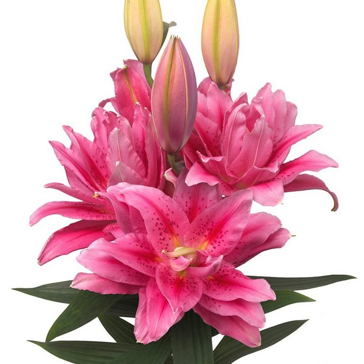 Лилия восточная махровая Roselily Виола, 12/14, 1 шт.