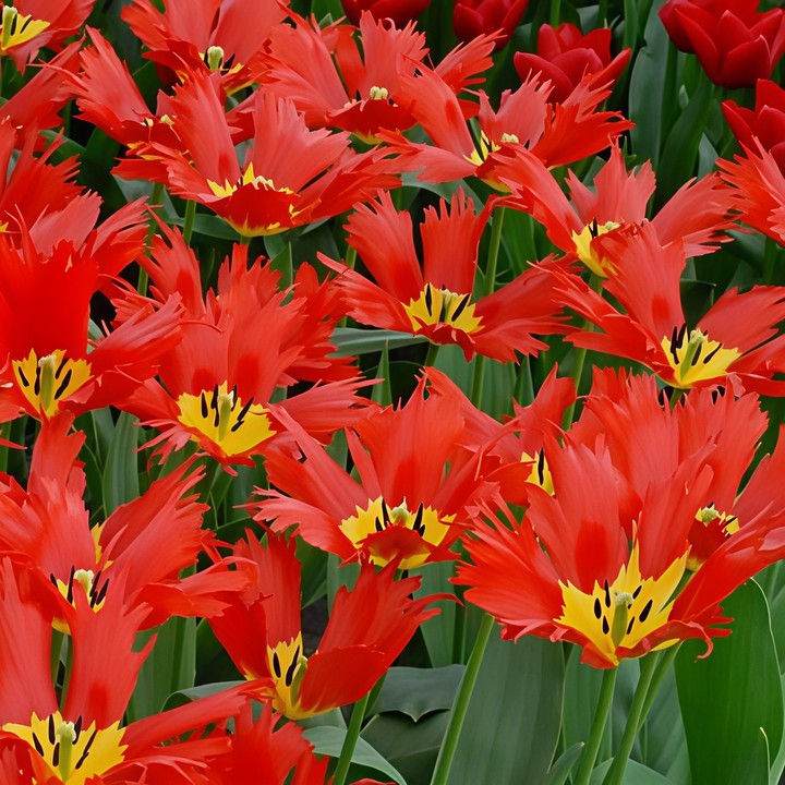 Тюльпан бахромчатый Лео, двойной эффект, 11/12, 1 шт.