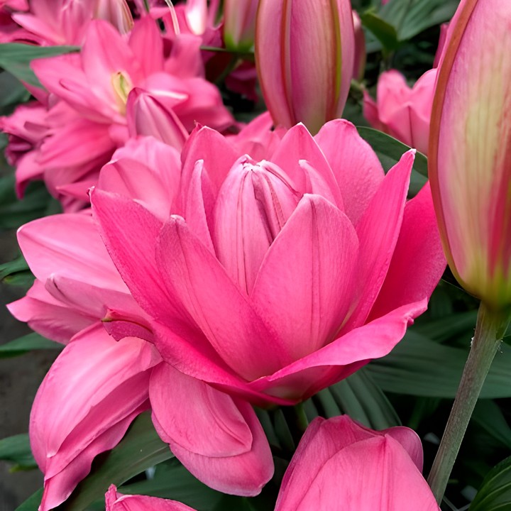 Лилия восточная махровая Льюис, 14/16, 1 шт.