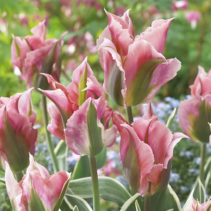 Тюльпан зеленоцветный Чайна Таун, 11/12, 1 шт.