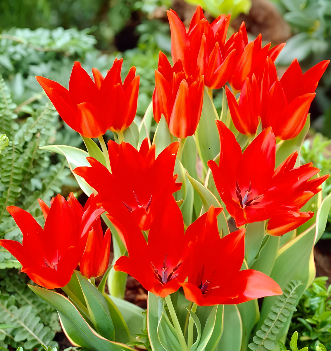 Тюльпан ботанический Блеменлуст, 9/10, 1 шт.