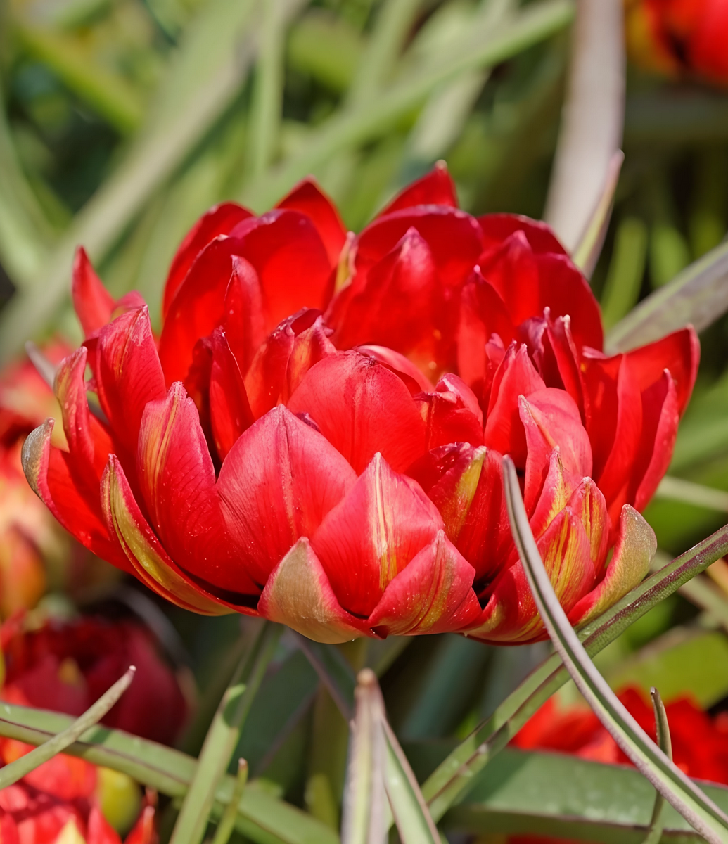 Тюльпан ботанический Саманта, 5/6, 1 шт.