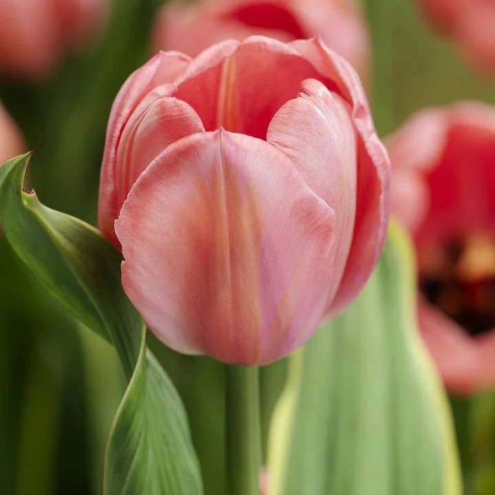 Тюльпан дарвинов гибрид Дизайн Импрешшн, 11/12, 1 шт.