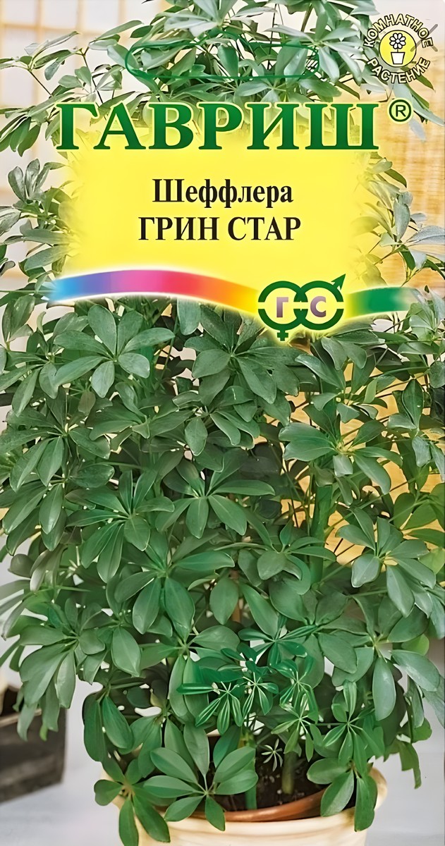 Шеффлера Грин Стар 3 шт.