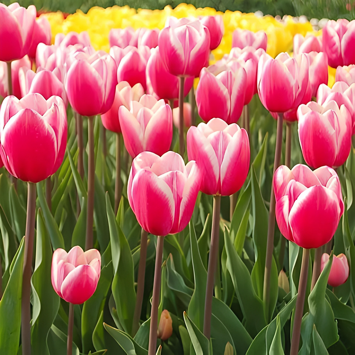 Тюльпан простой поздний Джамбо Бьюти, 11/12, 1 шт.