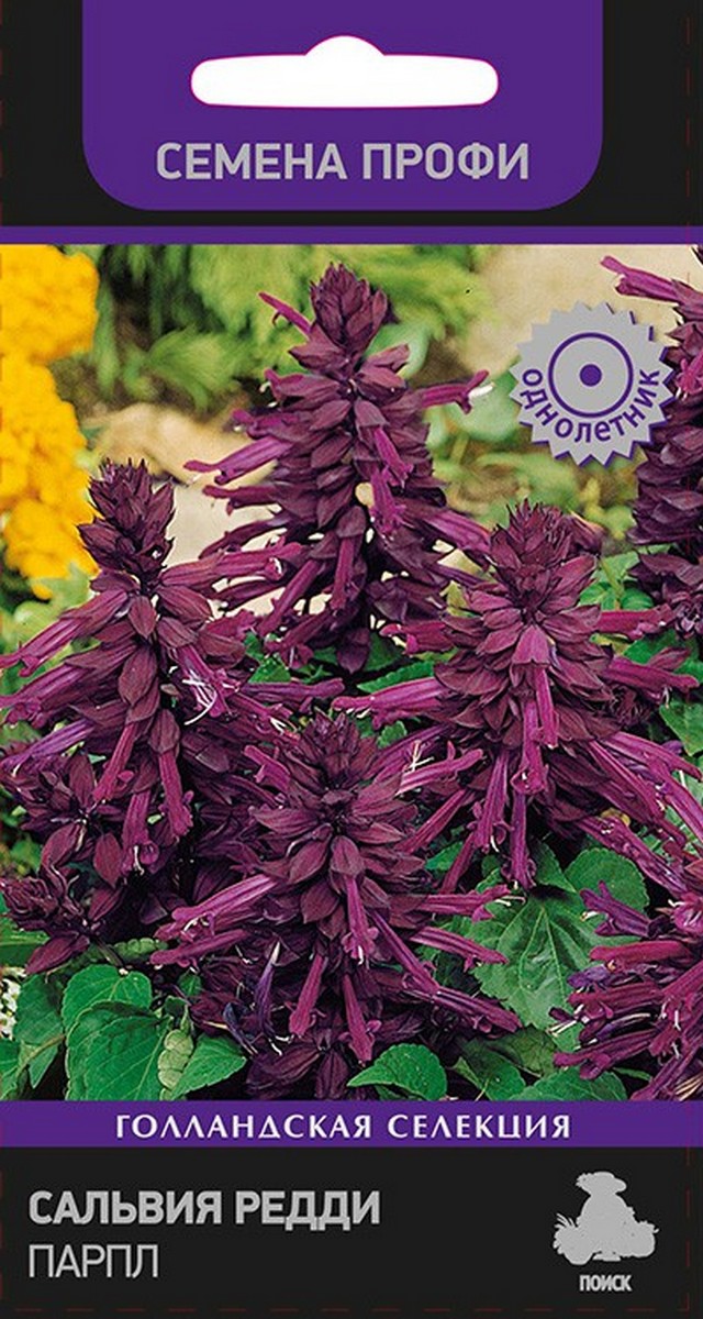 Сальвия Редди Парпл, 10 шт. Семена Профи