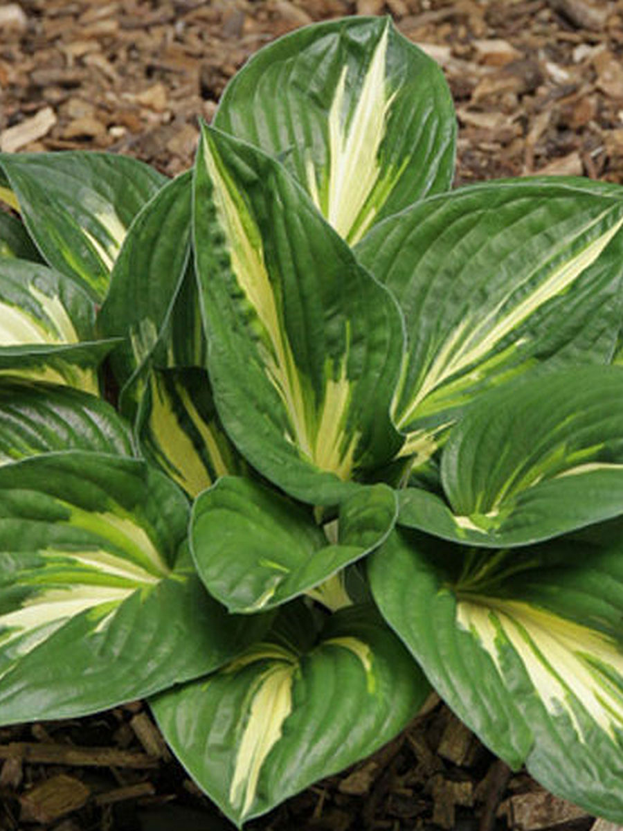 Хоста Стинг, 1 шт.