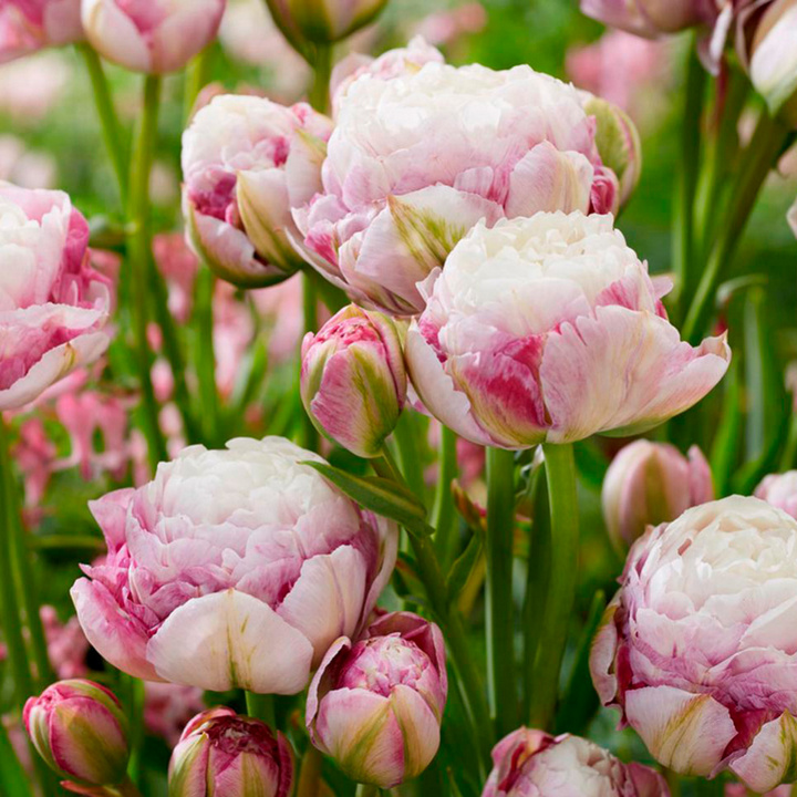 Тюльпан махровый поздний Дабл Сюрпрайз, 11/12, 1 шт.