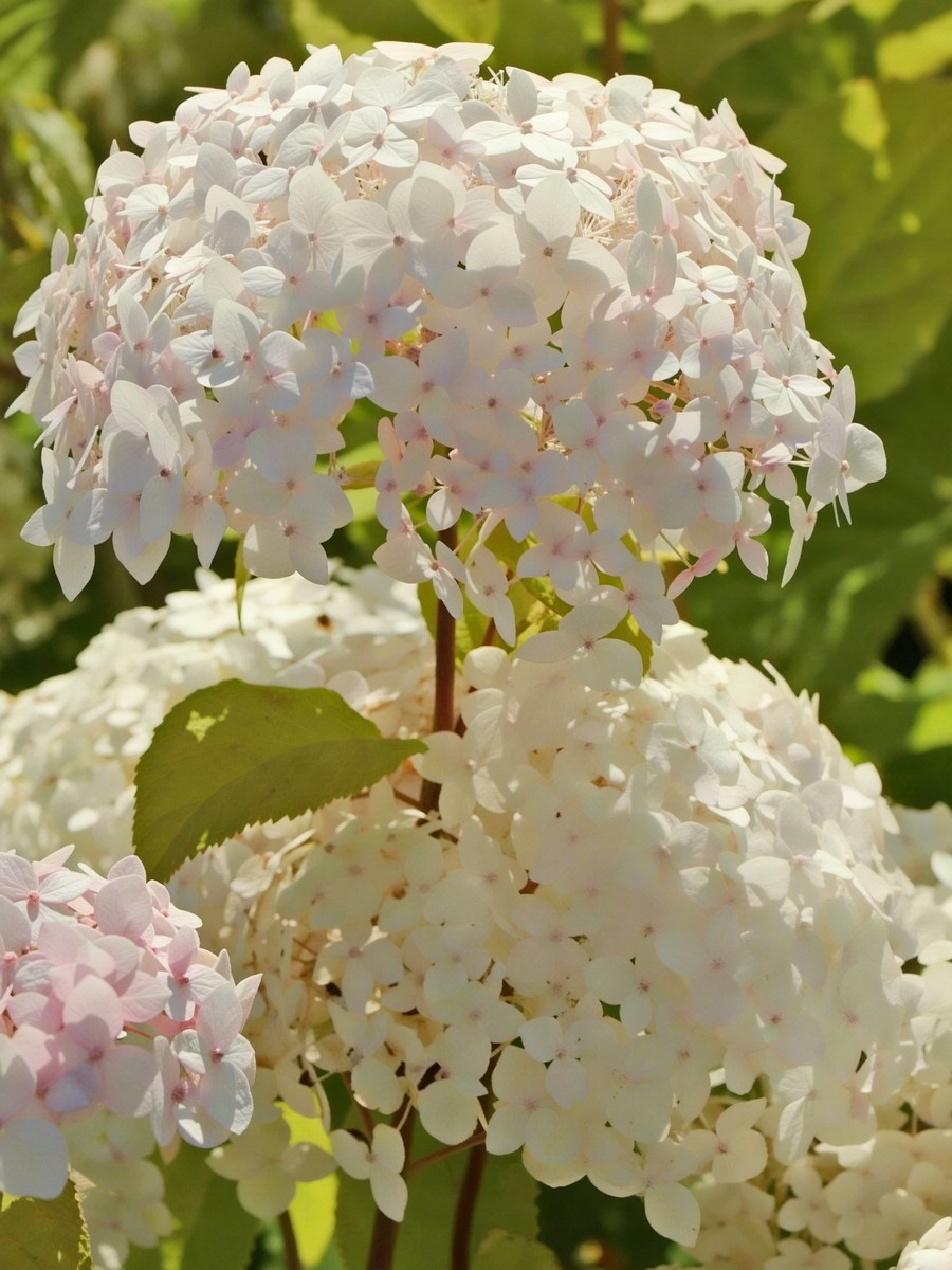 Гортензия древовидная Кандибел Маршмеллоу